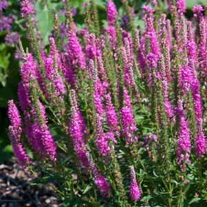 Veronica spicata 'Red Fox'