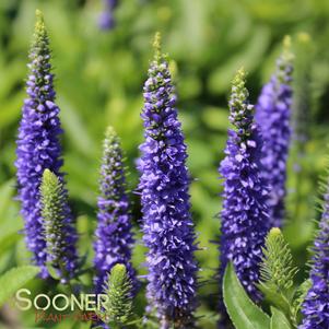 Veronica spicata 'Glory'