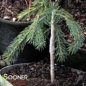 Picea glauca 'Pendula'