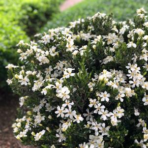 Gardenia augusta 'RLH-GA1'