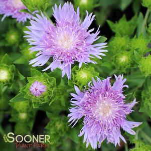 Stokesia laevis 'Peachie's Pick'