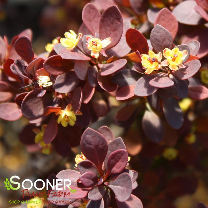 SUNJOY® MINI SALSA BARBERRY