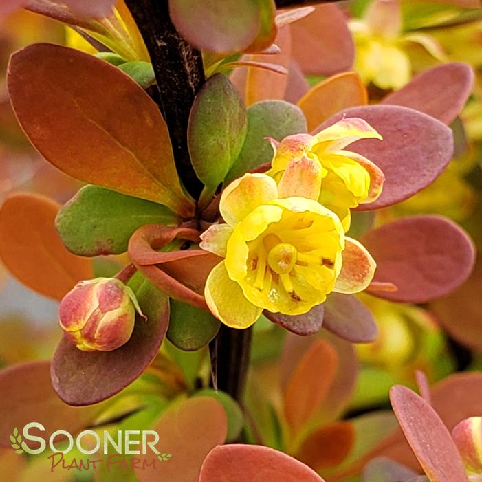 SUNJOY® TANGELO BARBERRY