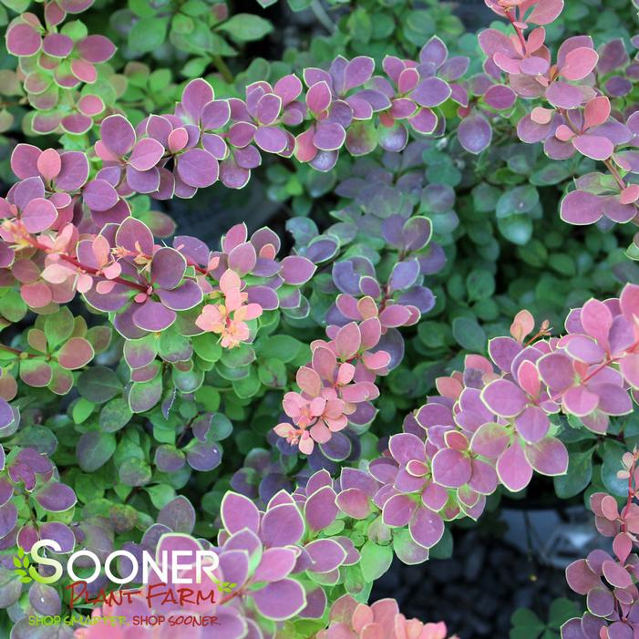 SUNJOY® TANGELO BARBERRY