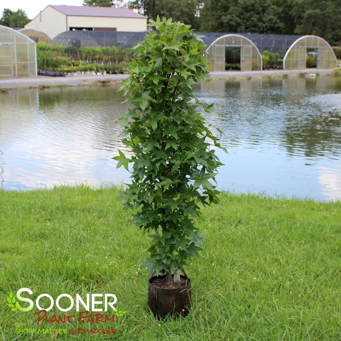 SLENDER SILHOUETTE SWEETGUM