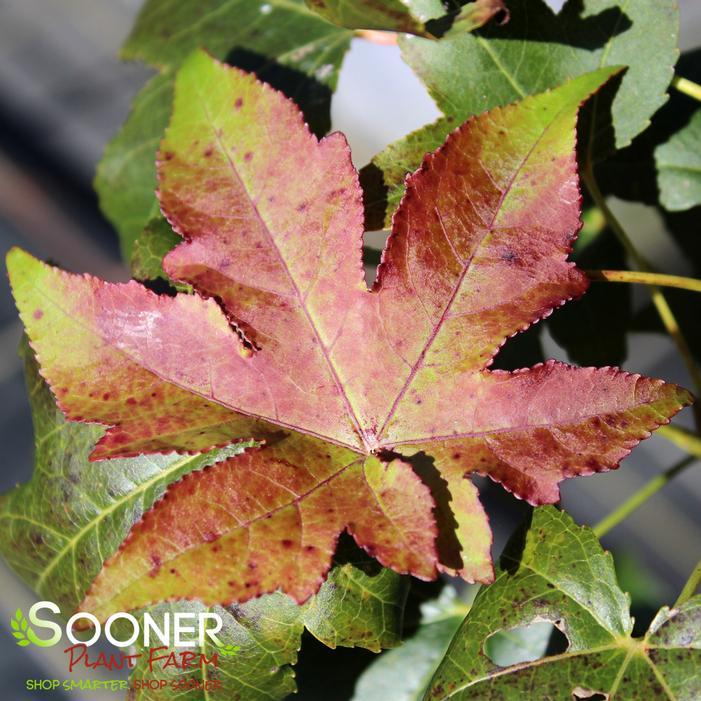 SLENDER SILHOUETTE SWEETGUM