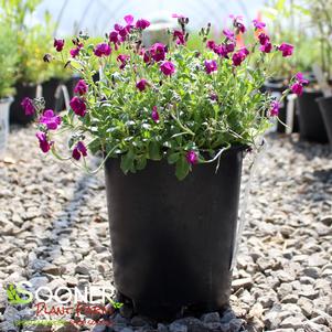 Aubrieta deltoidea 'Rock On Pink'