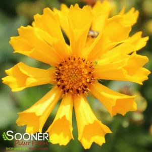 Coreopsis x 'Jethro Tull'