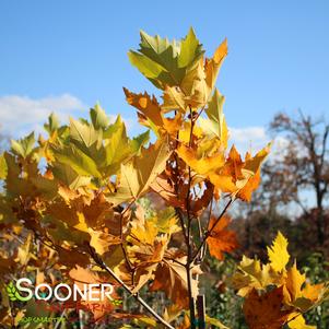 Platanus x acerifolia 'Morton Circle'