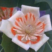 TULIP TREE