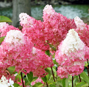 VANILLA STRAWBERRY™ HYDRANGEA