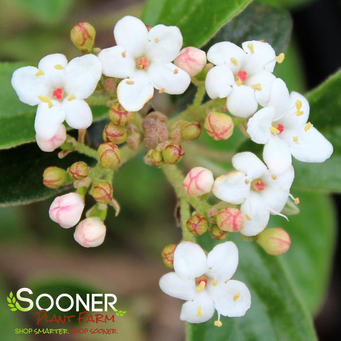 CONOY VIBURNUM