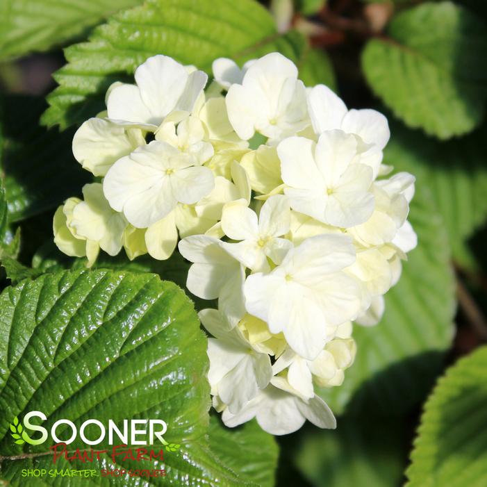 POPCORN VIBURNUM