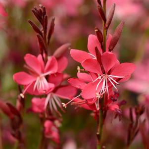 Gaura lindheimeri 'Whiskers Deep Rose'