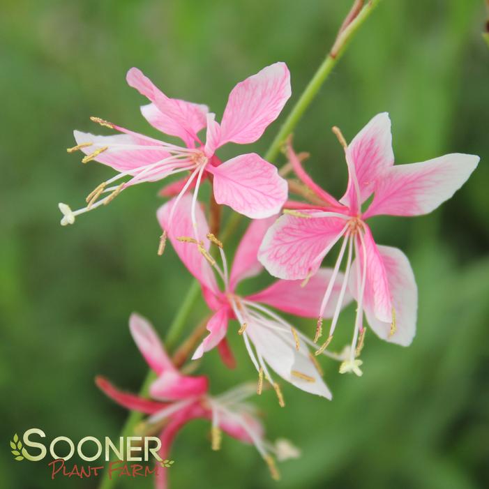 SISKIYOU PINK WAND FLOWER