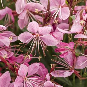 Gaura x 'Karalee Petite Pink'