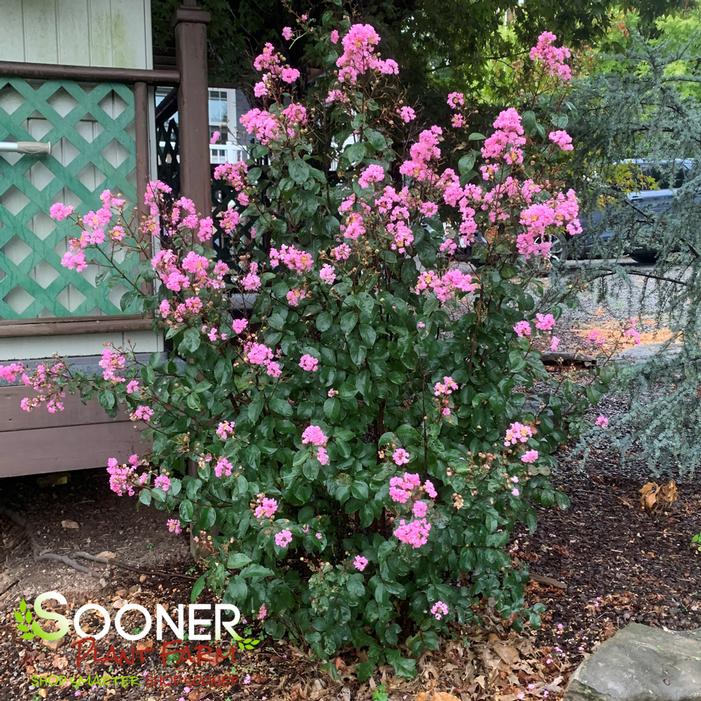 RHAPSODY IN PINK® CRAPEMYRTLE