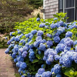 Hydrangea macrophylla 'Bailmer'