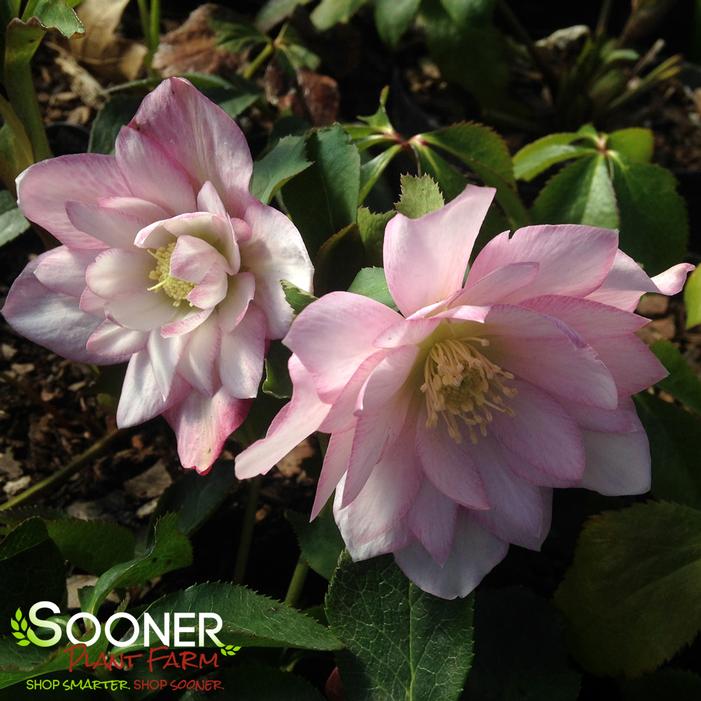 COTTON CANDY WINTER JEWELS™ LENTEN ROSE