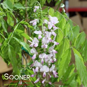 Wisteria sinensis x floribunda 'Rosea Beni Fuji'