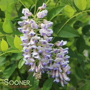 Wisteria macrostachya 'Betty Mathews'