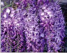 PURPLE WISTERIA