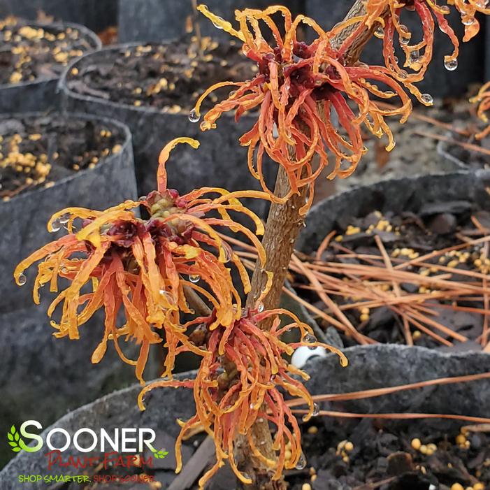 JELENA WITCH HAZEL