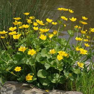 Caltha palustris ''