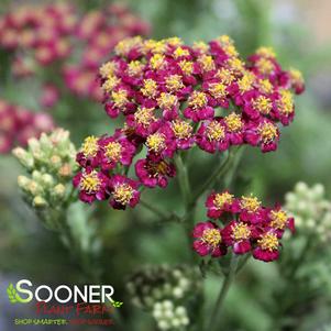 Achillea millefolium 'Balvinred'