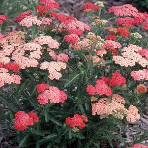 Achillea millefolium 'Apricot Delight'