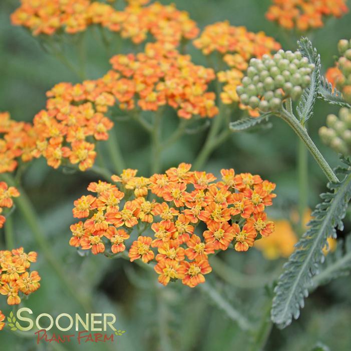 TERRA COTTA YARROW