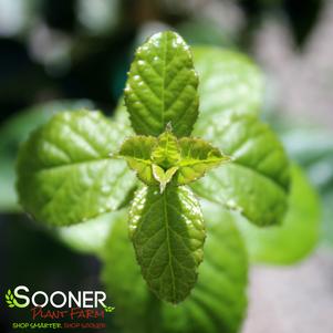 Chionanthus retusus ''