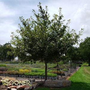 50 units available! Pre-Order Qty: 0