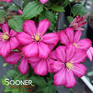 5 units available! Pre-Order Qty: 0