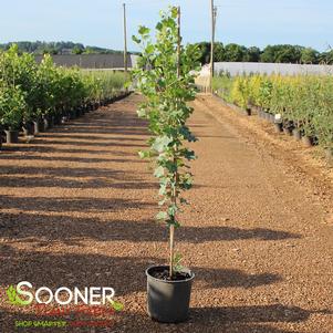 10 units available! Pre-Order Qty: 0