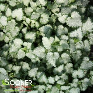 4 units available! Pre-Order Qty: 0