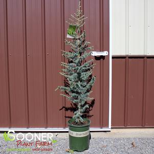 3 units available! Pre-Order Qty: 0