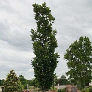 1 units available! Pre-Order Qty: 0