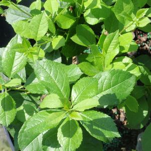 14 units available! Pre-Order Qty: 0