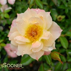 11 units available! Pre-Order Qty: 0