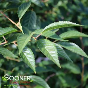 12 units available! Pre-Order Qty: 0