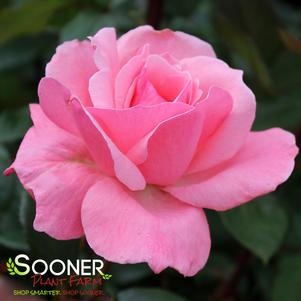 1 units available! Pre-Order Qty: 0