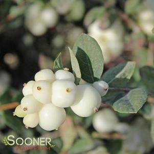 2 units available! Pre-Order Qty: 0