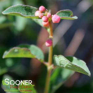 3 units available! Pre-Order Qty: 0