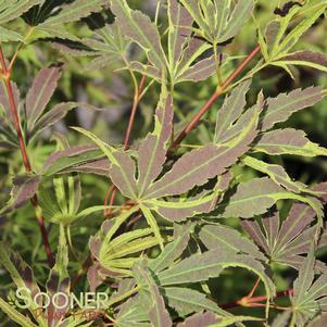 2 units available! Pre-Order Qty: 0