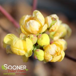 1 units available! Pre-Order Qty: 0