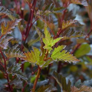 <em>Physocarpus</em> CINNAMON STICK™ NINEBARK: