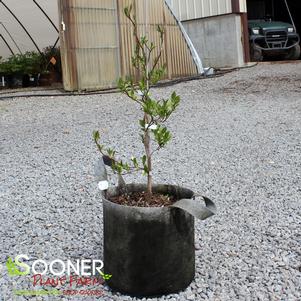 1 units available! Pre-Order Qty: 0