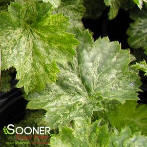 10 units available! Pre-Order Qty: 0