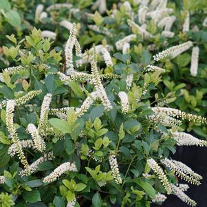 5 units available! Pre-Order Qty: 0